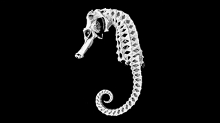 اسب دریایی درنده ترین موجود آبهای زمین