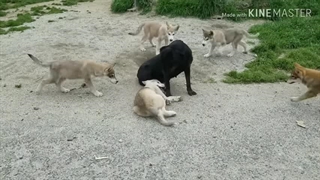 بازی سگ سیاه با گرگ ها !!
