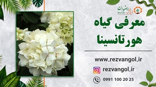 معرفی گیاه هورتانسینا