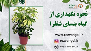نحوه نگهداری از گیاه بنسای شفلرا