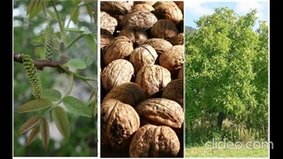 بهترین کود برای درخت گردو