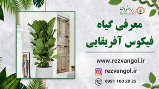 نحوه نگهداری از فیکوس آفریقایی