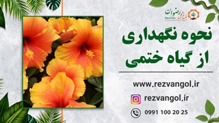 نحوه نگهداری از گیاه ختمی هلندی