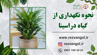 نحوه نگهداری از گیاه دراسینا کامپکتا