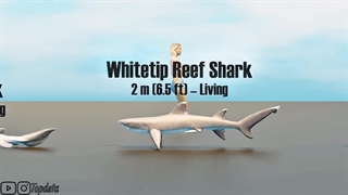 کدام کوسه بزرگتر است؟