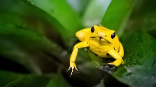 سمی‌ترین و زهرآگین‌ترین حیوانات روی زمین