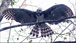 هارپی، قدرتمندترین و دیکتاتورترین عقاب دنیا ، اجل معلق میمون ها