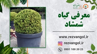 نحوه نگهداری از گیاه شمشاد