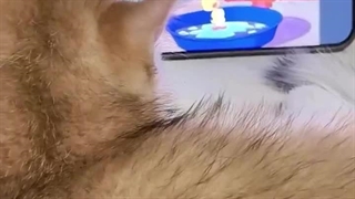 گربه کارتون نگاه میکنه