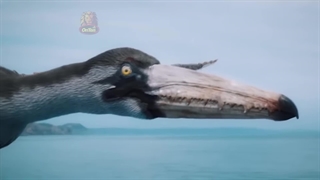 لک لک نیل، پرنده ای باستانی که فراموش کرده منقرض شود