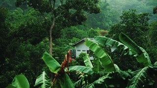 ذهنت خسته‌ست؟ بذار بارون و موسیقی بی کلام ایرانی، روحتو نوازش کنن ☔️