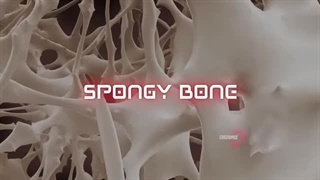 بیماری خاموش و مرموز پوکی استخوان را بهتر بشناسیم