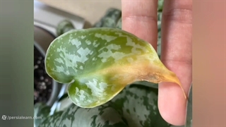 دلیل زرد شدن برگ پتوس