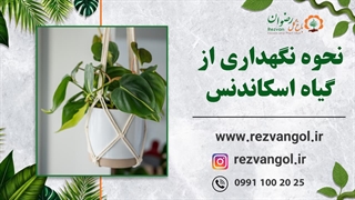 نحوه نگهداری از گیاه اسکاندنس