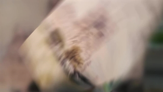 چاپ روی بوم