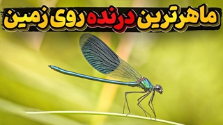 دنیای سنجاقک ها و شکارهای ماهرانه این درنده ترین موجود روی زمین