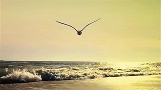 به او وامیگذارم - سوره غافر آیه ۴۴ (قرآن مهر)