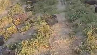 صادرات واردات میوه و تره بار در قزوین