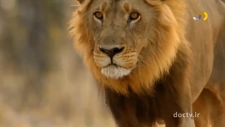 مرگبارترین حیوانات افریقا ۸