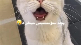 منی که میدونم منظورشون سوسیس نیست به خاطر پوشش بهش غذا میگن