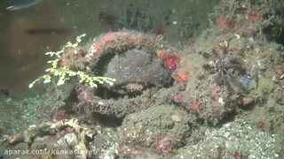 علوم تجربی چهارم دبستان | درس یازدهم: بی‌مهره‌ها | سخت‌پوستان