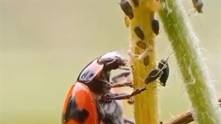 علوم تجربی ششم دبستان | درس دوازدهم: جنگل برای کیست؟ | شکار شته توسط کفشدوزک