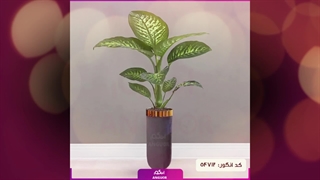 سفارش دیفن‌ باخیا طبیعی