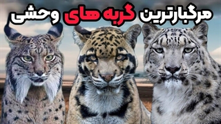 قدرتمندترین گربه_سان_های تاریخ  _ از شکارچیان خاموش تا هیولاهای واقعی!