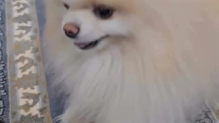 چه سگ باهوشی هرکاری ازش میخواد انجام میده