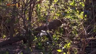 آیا این مارمولک واقعا یک اژدهاست؟ 