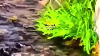 طبیعت پاییزی رودخانه دولت آباد