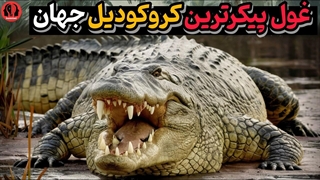 بزرگترین کروکودیل زنده جهان _ رکوردهای جهانی گینس - کروکودیلهای غول پیکر
