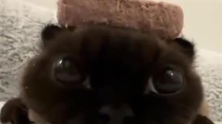 لینک کانالاتونو تو کامنتا بگید