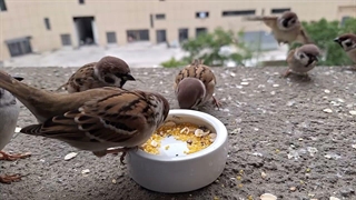 نمای نزدیک از غذا دادن به گنجشک‌ها