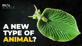 این حلزون باید غیرممکن باشد