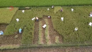 برنج، سیرکننده ترین خوراک جمعیت ساز