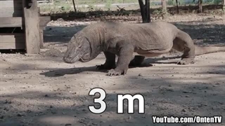 کومودو تنها اژدهای غیر افسانه ای جهان را بشناسید