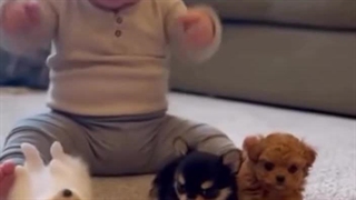 بازی بامزه بچه با سگ های کوچیکش