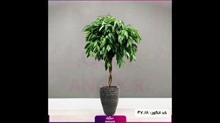 سفارش گیاه آمستل آپارتمانی