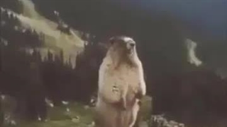 واکنش من وقتی داداش کوچیکم گوشیم رو مشکونه و والدینم میگن ولش کن بچه ـست