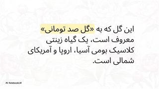 گل_صد_تومانی__فراتر_از_زیبایی