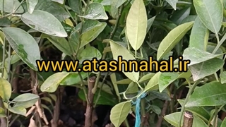 نهال پرتقال خونی