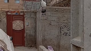 دوست گربه ی بی معرفت