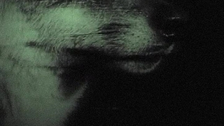 گرگ درونت... نخورَت