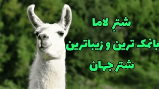 آیا شتر لاما تخم گذار است؟ دانستنی هایی راجع به شتر لاما