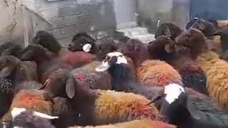 دامداری محمد پریشان در میاندوآب