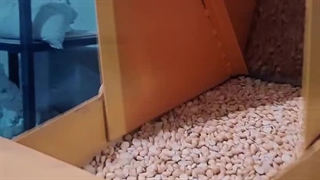 تولید آرد لپه با دستگاه آسیاب صنعتی اسوه صنعت اصفهان