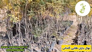 معرفی نهال باران طلایی | زیبایی ماندگار با مبین نهال