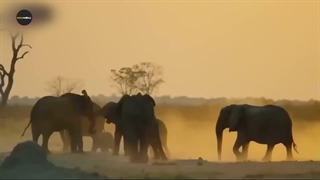 «لحظه‌های وحشی شیر و فیل! | طبیعت