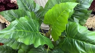 درختچه باباآدم طرح لوکس 3 تنه